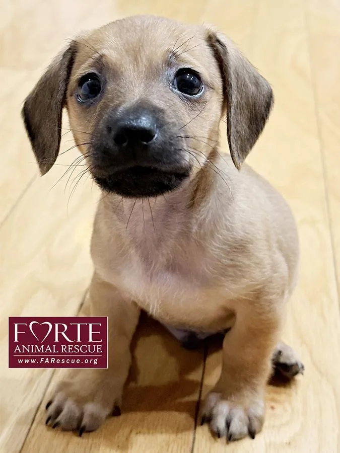 A baby small-sized male Yellow / Tan / Blond / Fawn Dachshund (Miniature Long Haired) dog named Lorenzo for adoption in Marina Del Rey, CA
