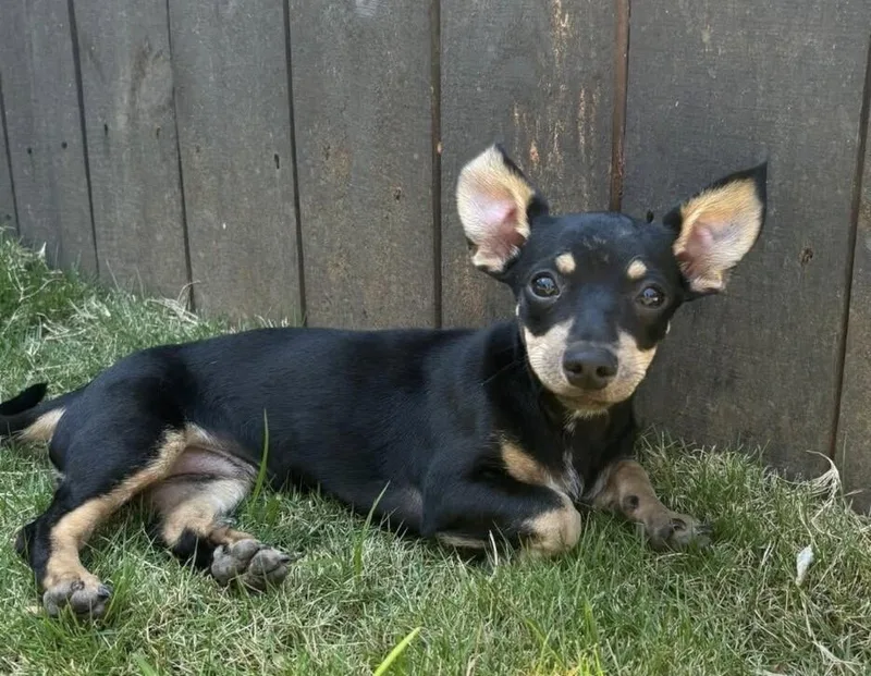 A baby small-sized female Brown / Chocolate Miniature Pinscher dog named Babe Lady for adoption in Washington, DC