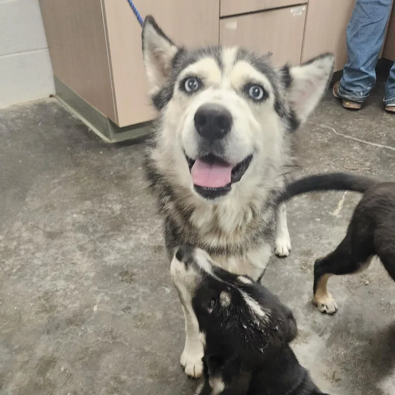 An adult medium-sized female Gray / Blue / Silver Husky dog named Winter for adoption in Evensville, TN