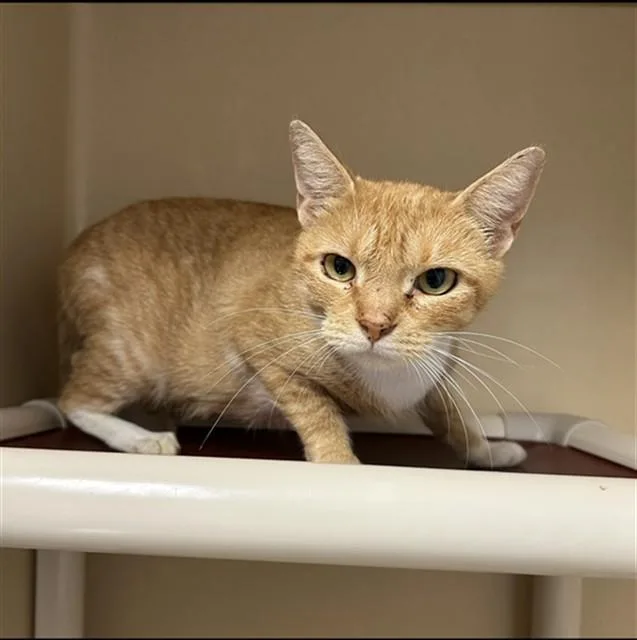 A young medium-sized female Domestic Short Hair cat named Starscream for adoption in Lincolnton, NC