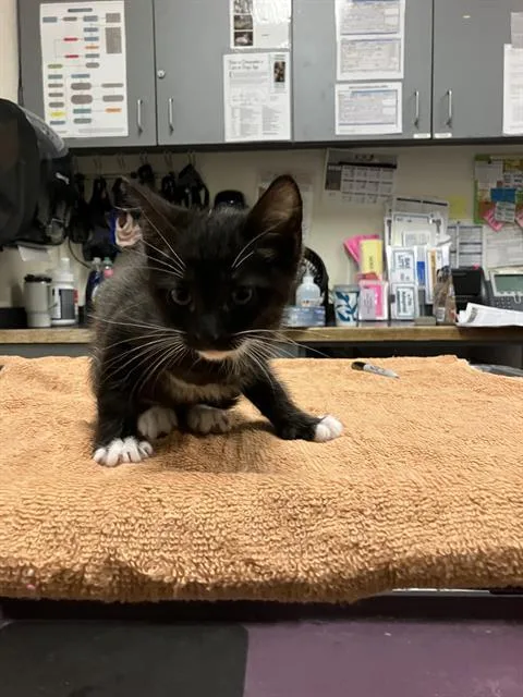 A baby small-sized male Domestic Short Hair cat named Dopey for adoption in Long Beach, CA