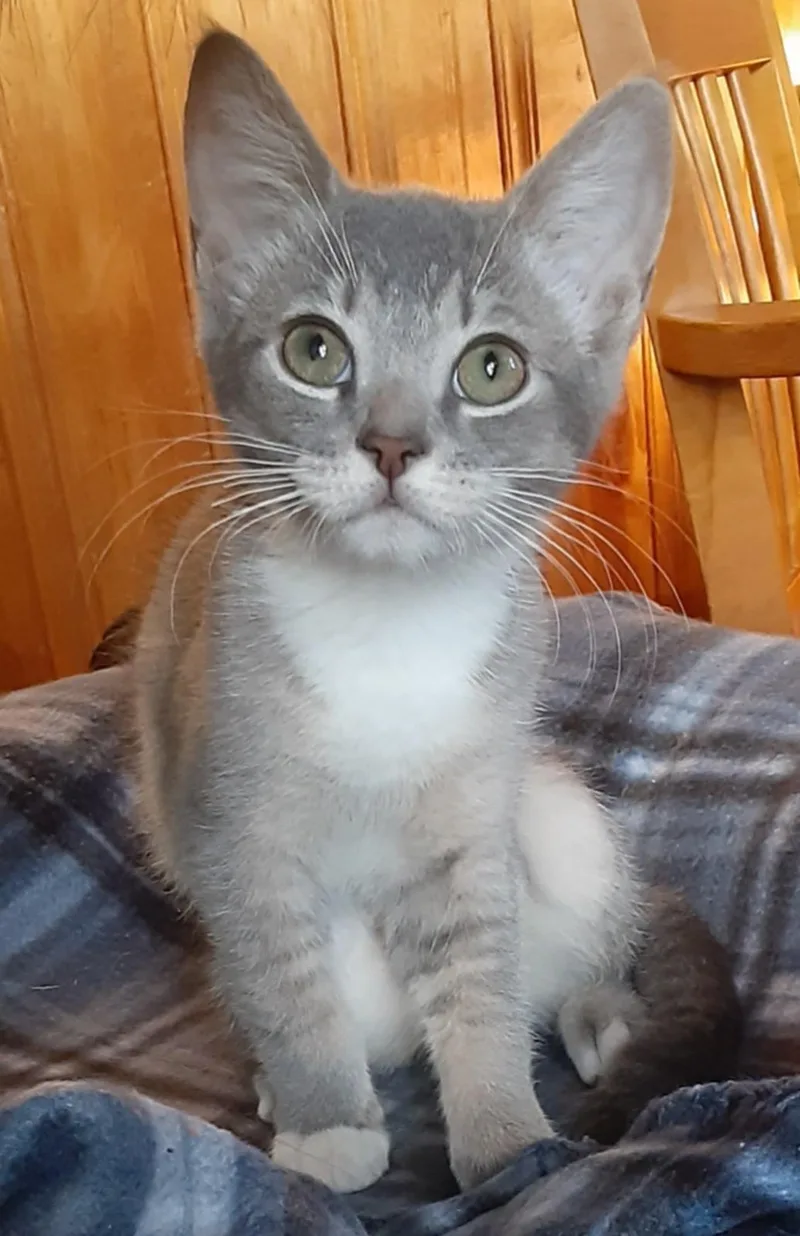 A young medium-sized female Gray & White Domestic Short Hair cat named Hazelnut for adoption in Belchertown, MA