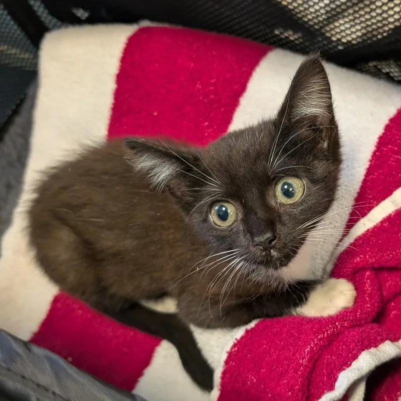 Darla