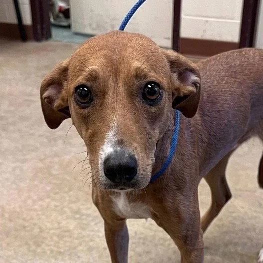 Scarlett thumbnail 2