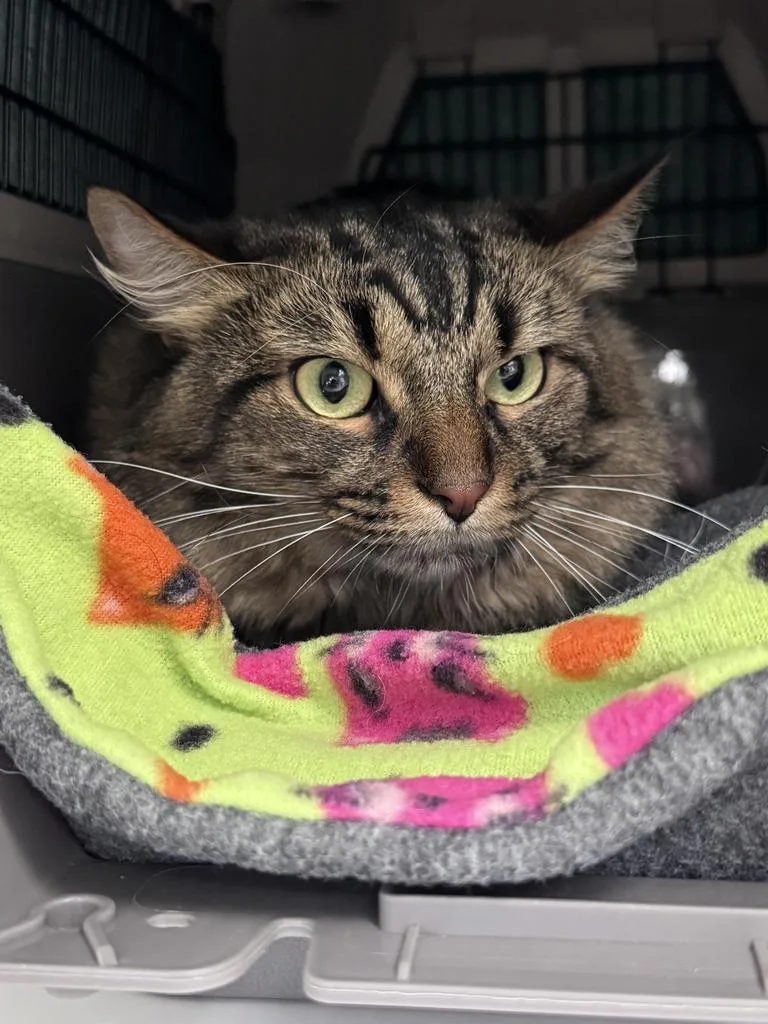An adult medium-sized male Domestic Medium Hair cat named Stan for adoption in Saint Paul, MN