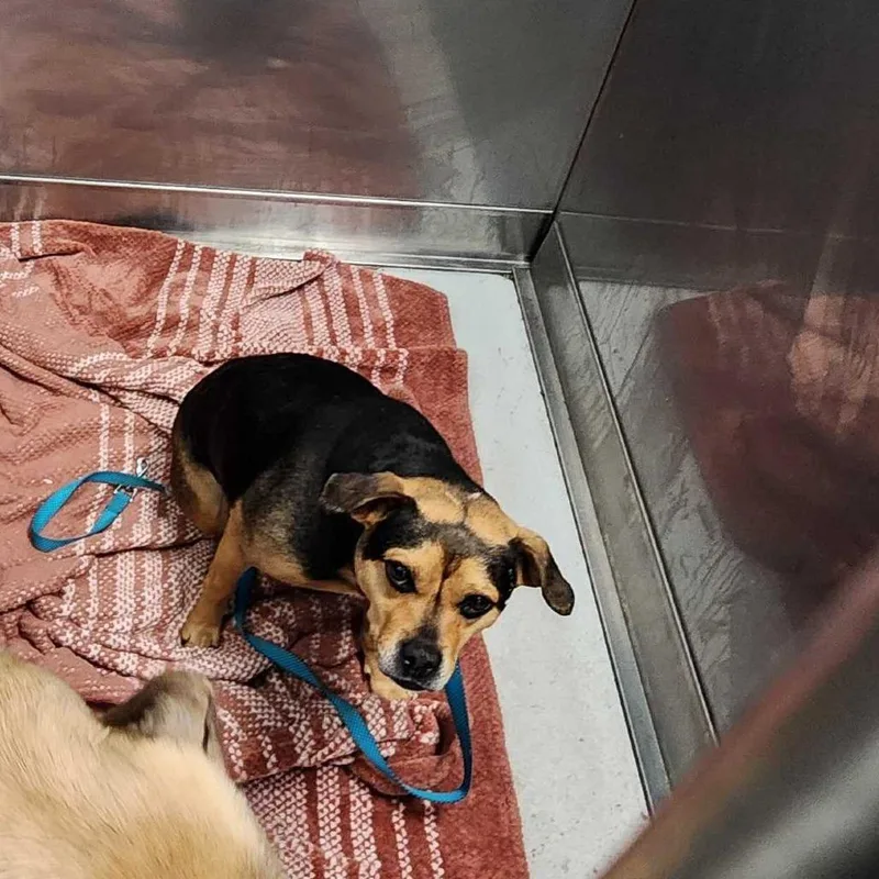 An adult medium-sized female Black Mixed Breed dog named Heartland for adoption in Davenport, IA