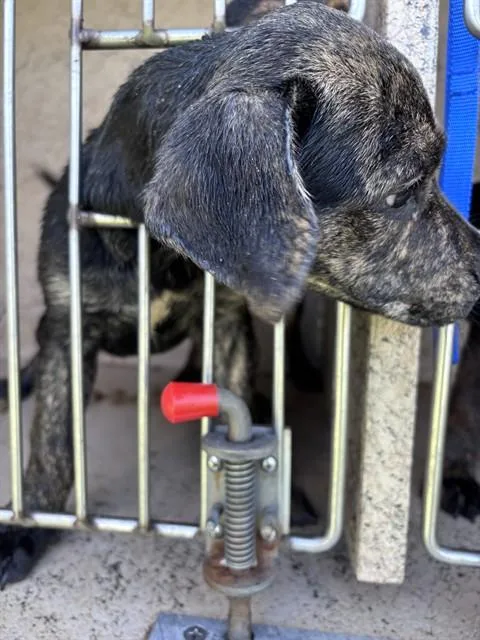 A baby small-sized male Hound dog named A for adoption in Oklahoma City, OK