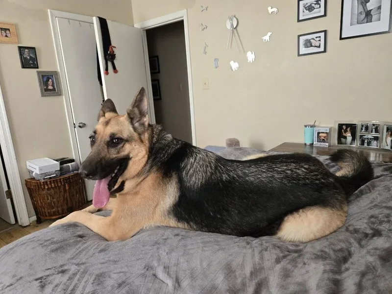 An adult large-sized female German Shepherd Dog dog named Sophie for adoption in Virginia Beach, VA