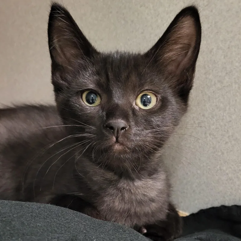 A baby medium-sized male Black Domestic Short Hair cat named Santana for adoption in Grayslake, IL