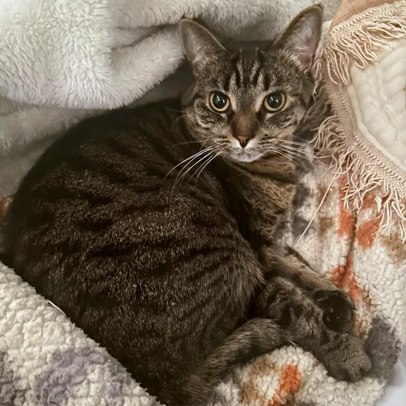 Penny