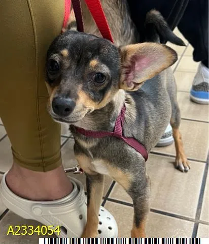 A young small-sized male Mixed Breed dog named A for adoption in West Palm Beach, FL
