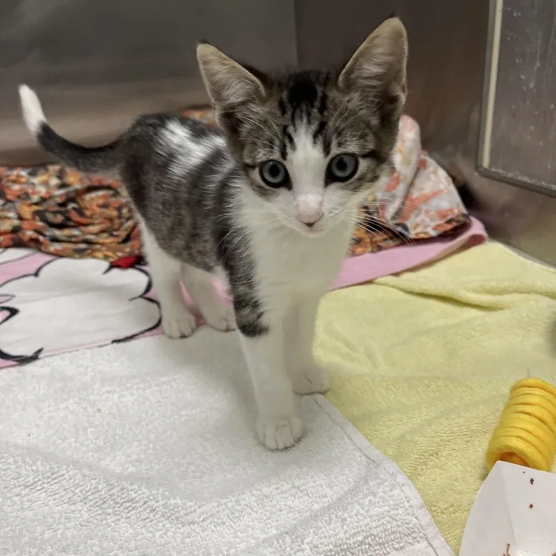 A baby small-sized female Brown / Chocolate Domestic Short Hair cat named Macaroon for adoption in Long Beach, CA