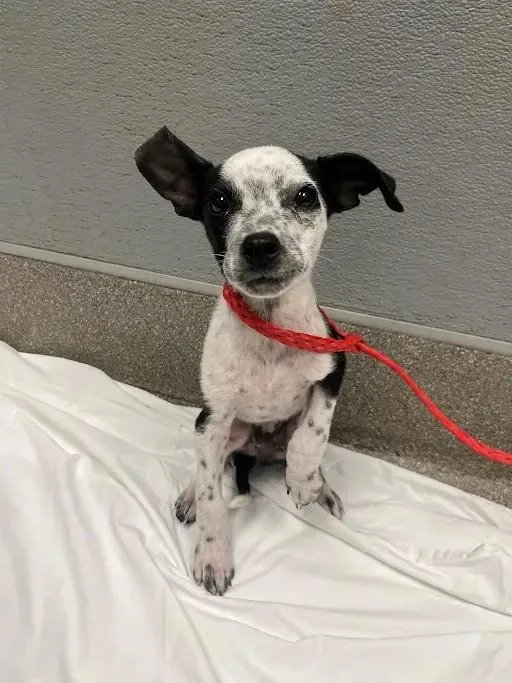 A baby small-sized male Australian Cattle Dog / Blue Heeler dog named Astronaut for adoption in Las Vegas, NV