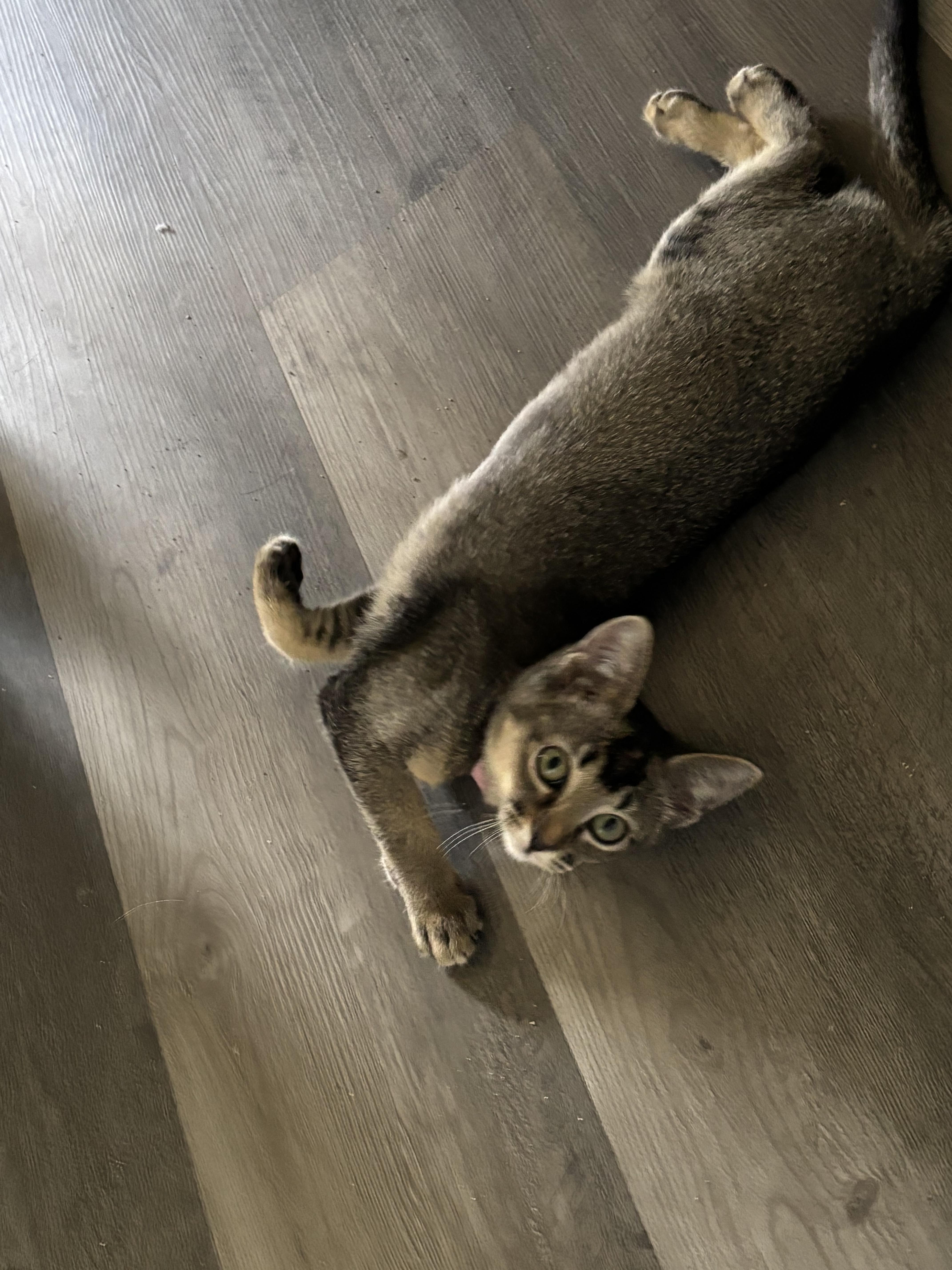 A baby small-sized female Abyssinian cat named Natasha Romanov for adoption in Rio Linda, CA