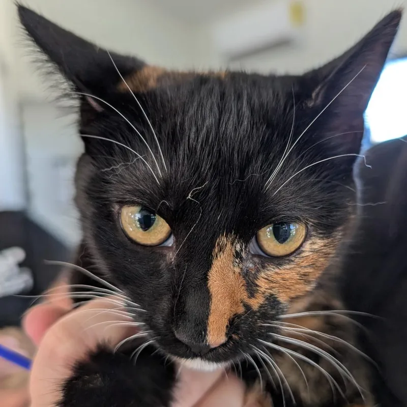 A baby medium-sized female Calico Domestic Short Hair cat named Snickers for adoption in Chapel Hill, NC