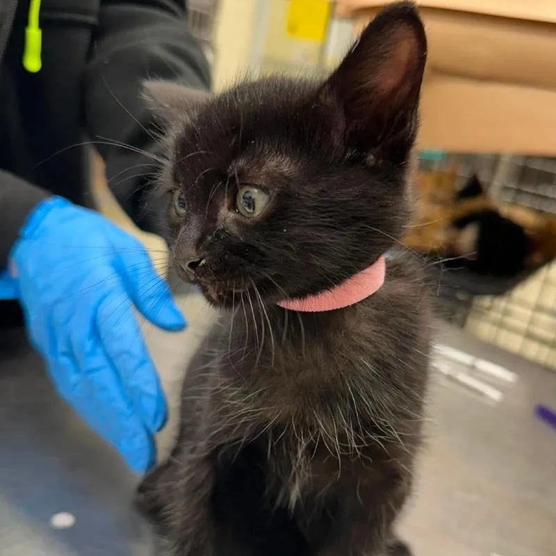 A baby small-sized male Black Domestic Short Hair cat named Kelly for adoption in Bastrop, TX