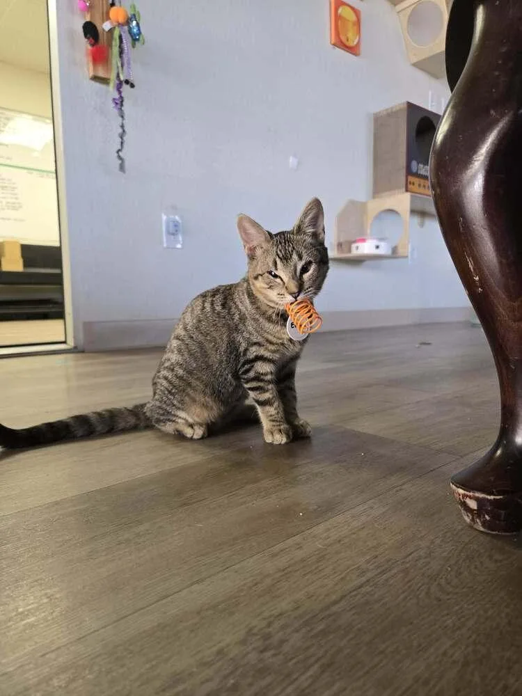 A baby medium-sized female Tabby (Brown / Chocolate) Domestic Short Hair cat named Evora for adoption in tucson, AZ