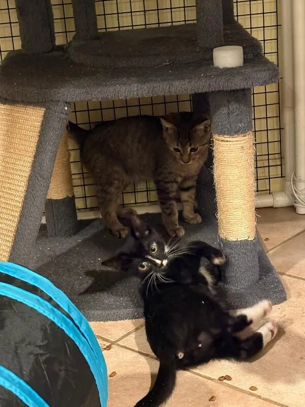 A young medium-sized male Black Domestic Short Hair cat named Trinket for adoption in North Babylon, NY