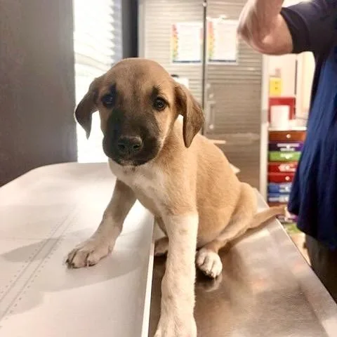 A baby medium-sized female Yellow / Tan / Blond / Fawn Black Mouth Cur dog named Olive for adoption in Livingston, TX