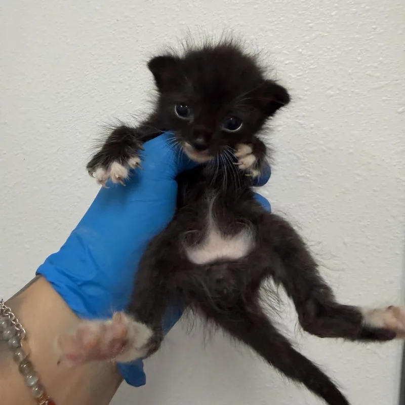 A baby small-sized male Black Domestic Short Hair cat named Indigo I for adoption in Edinburg, TX