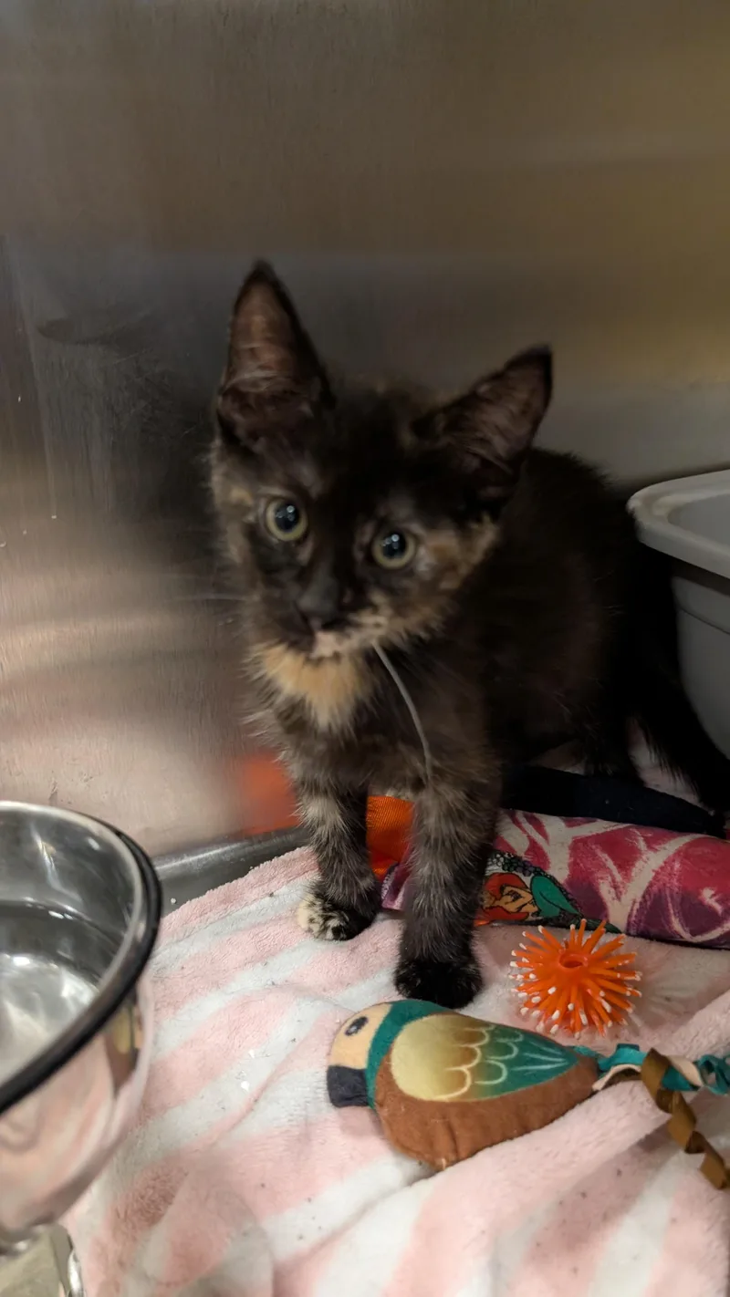 A young medium-sized female Tortoiseshell Domestic Short Hair cat named Tifa for adoption in Missoula, MT