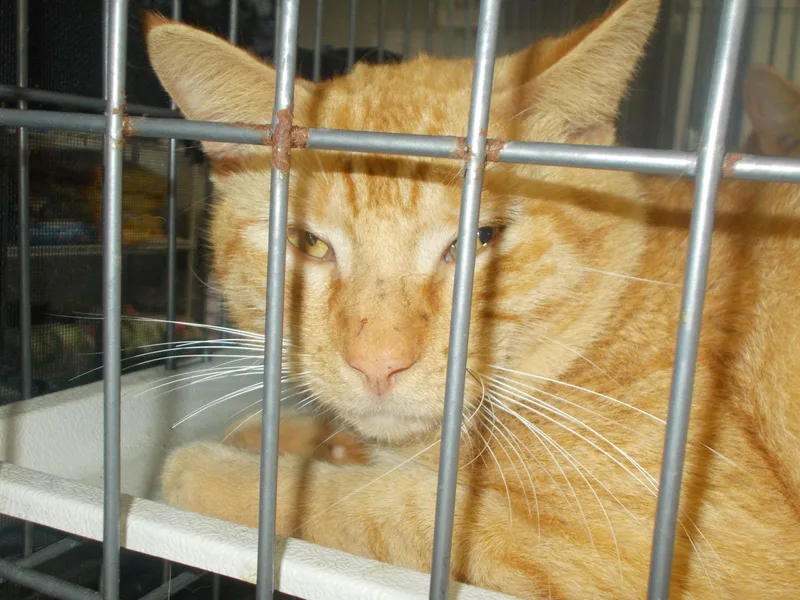 An adult medium-sized male American Shorthair cat named Duke Darraugh for adoption in Naples, FL