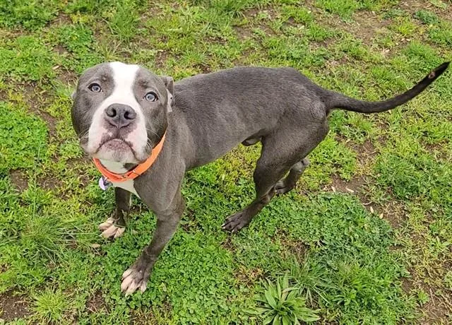 A young medium-sized male Pit Bull Terrier dog named Seth for adoption in Springfield, MA