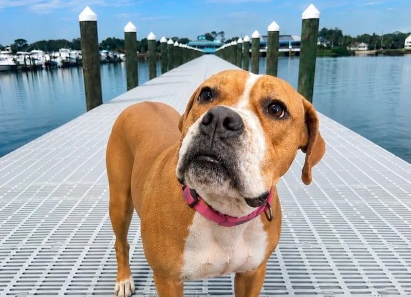 Phoebe thumbnail 3
