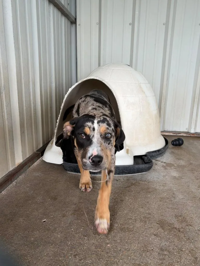 A baby large-sized male Catahoula Leopard Dog dog named Boudin for adoption in Ada, OK