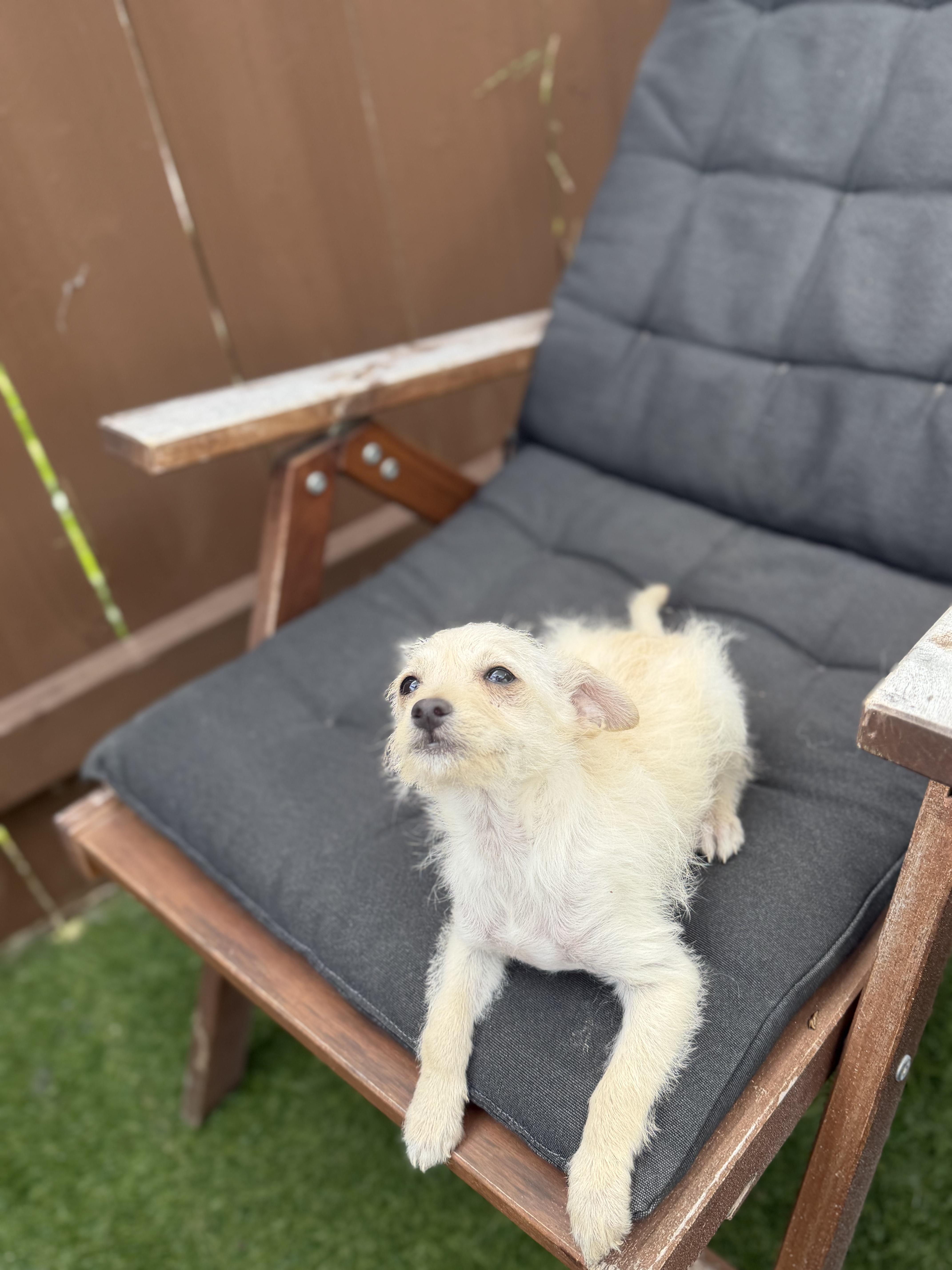 A baby medium-sized female Terrier dog named Lilo for adoption in Los Angeles, CA