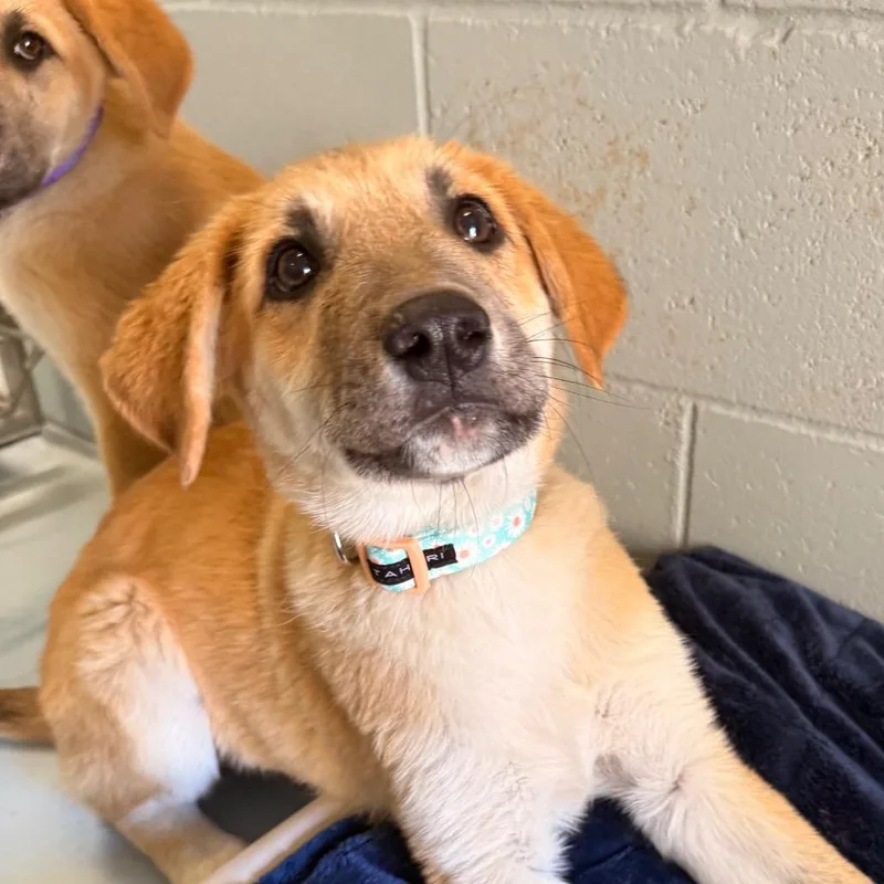 A baby medium-sized female Yellow / Tan / Blond / Fawn Anatolian Shepherd dog named Jeanette for adoption in Santa Barbara, CA