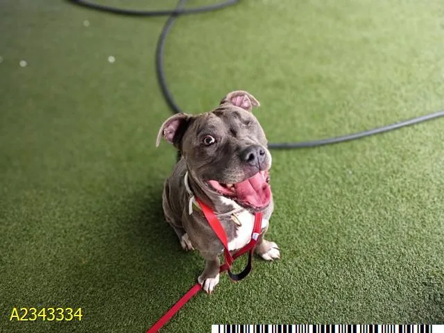 An adult medium-sized female Mixed Breed dog named Loni for adoption in West Palm Beach, FL