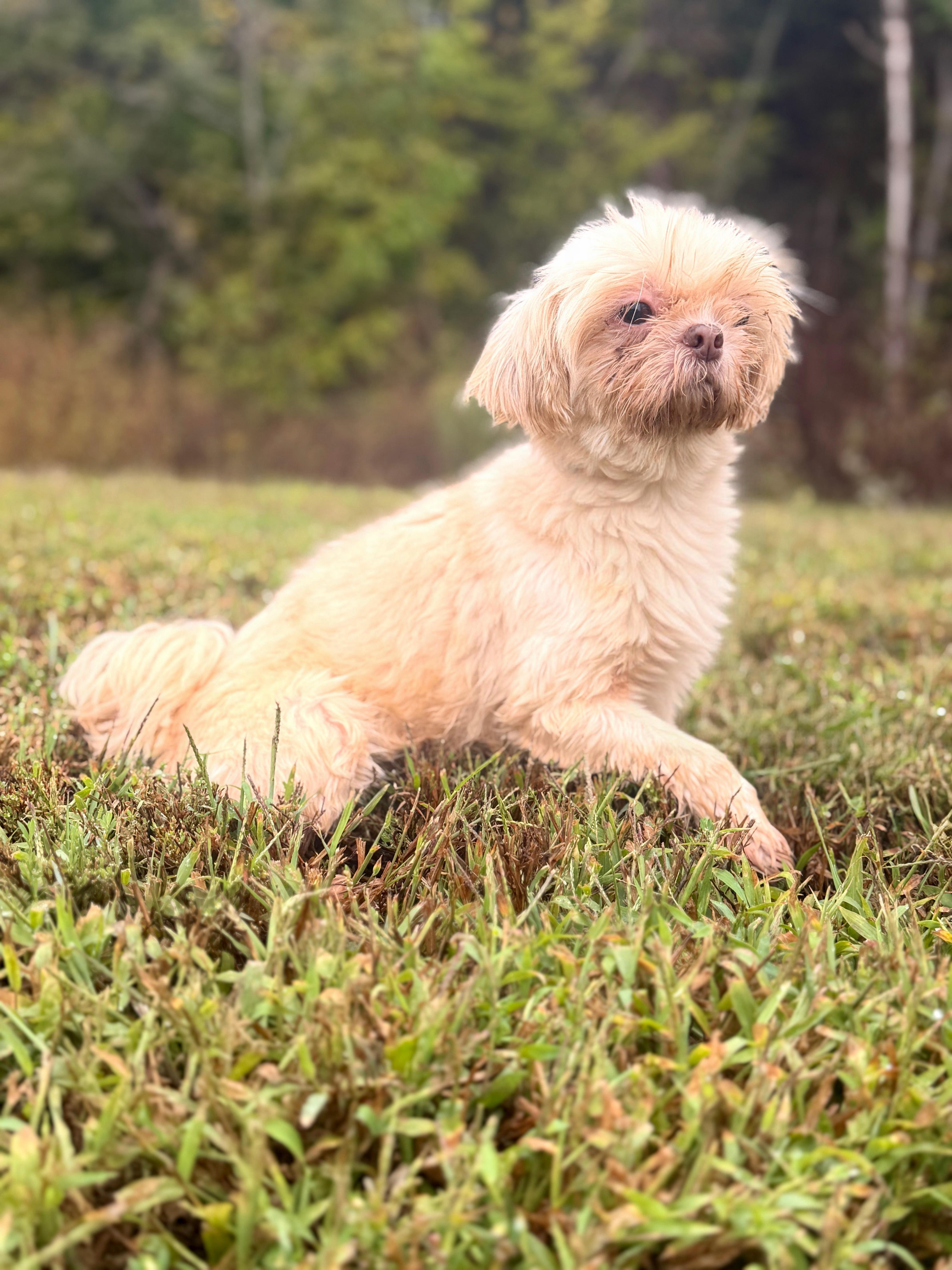 An adult small-sized female White / Cream Shih Tzu dog named Greta for adoption in Gradyville, KY