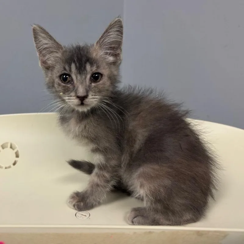 A baby small-sized female Gray / Blue / Silver Domestic Short Hair cat named Five Cheese Ziti for adoption in Columbus, GA