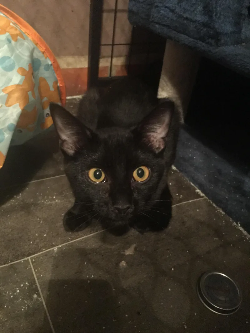 An adult medium-sized male Domestic Short Hair cat named Ruben for adoption in Tucson, AZ