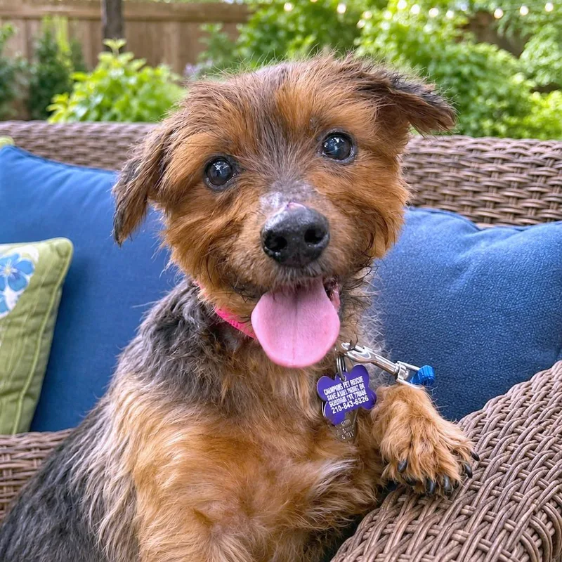 A senior small-sized male Red / Chestnut / Orange Yorkshire Terrier dog named Blueberry Fka Butch for adoption in Boerne, TX