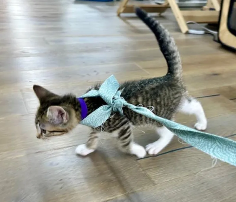 A baby medium-sized female Tabby (Buff / Tan / Fawn) Domestic Short Hair cat named Thelma Sanders for adoption in Redmond, WA