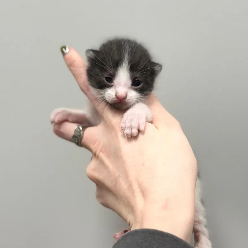 A baby small-sized male Black Domestic Short Hair cat named Bw for adoption in Spring Hill, KS