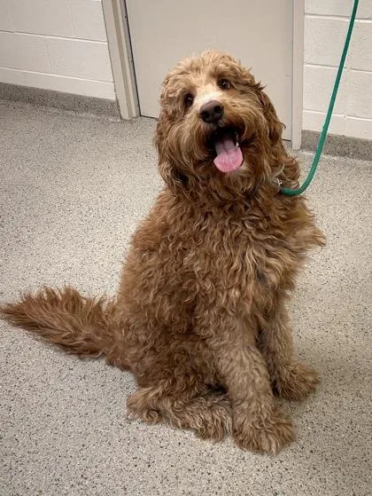 An adult extra large-sized male Standard Poodle dog named Woodford for adoption in Fishers, IN