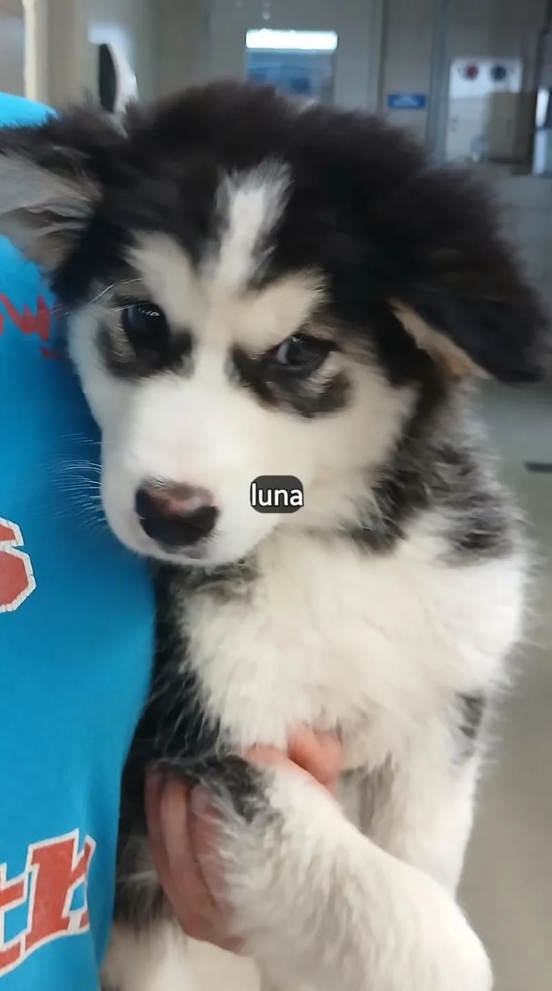 A baby large-sized female Siberian Husky dog named Luna for adoption in Benbrook, TX
