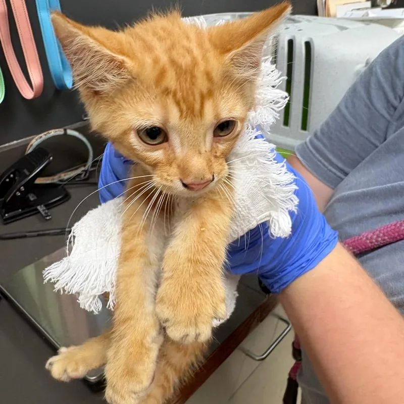 A baby small-sized male Orange / Red Domestic Short Hair cat named Gromble for adoption in Columbus, GA