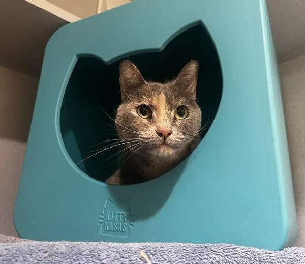 A senior small-sized female Domestic Short Hair cat named Daisy for adoption in Stratham, NH