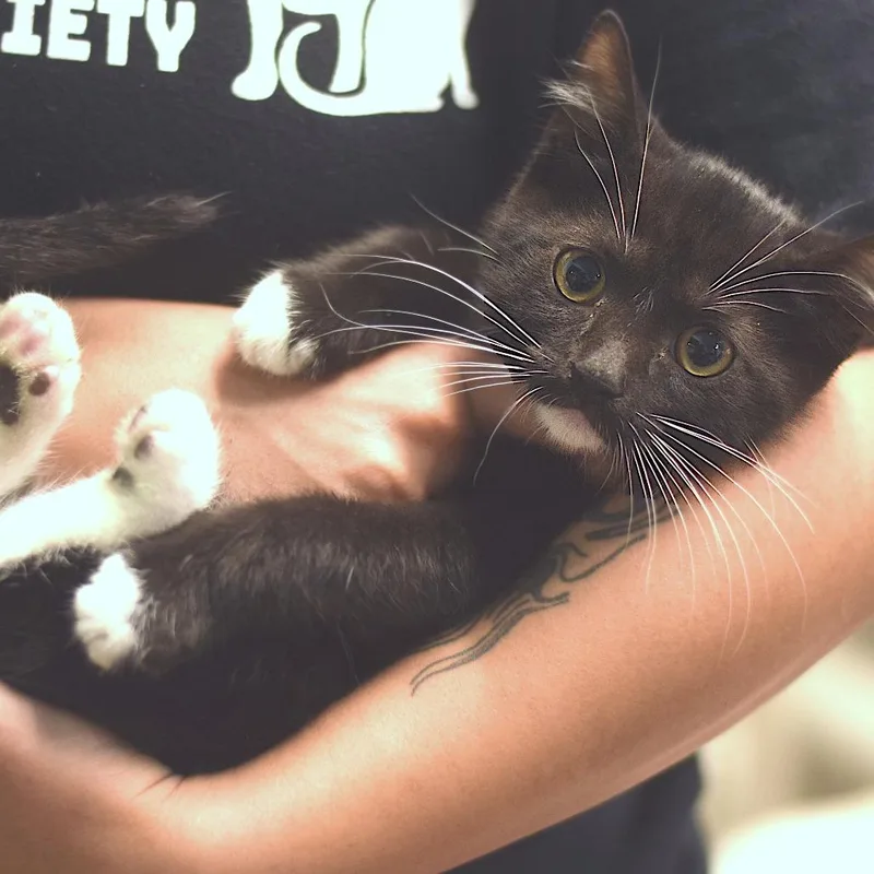 A baby small-sized male Black Domestic Short Hair cat named Tennessee Tuxedo for adoption in Belleville, IL