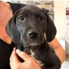 A baby small-sized female Black Labrador Retriever dog named Emery for adoption in Wilmington, DE