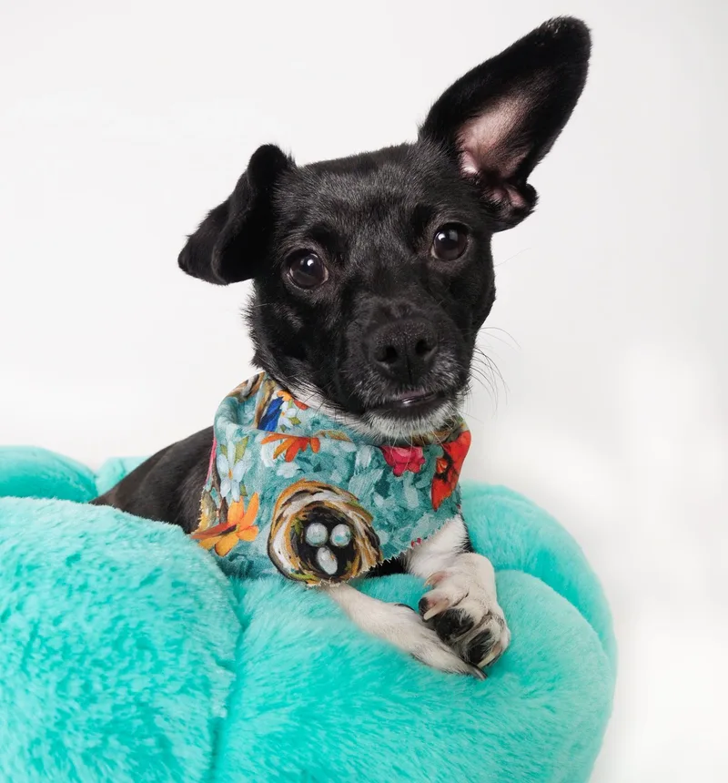 A young small-sized female Black Chihuahua dog named Robin for adoption in PHOENIX, AZ