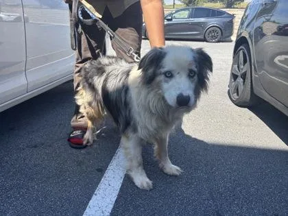 A senior medium-sized male Australian Shepherd dog named Blue for adoption in Atlanta, GA