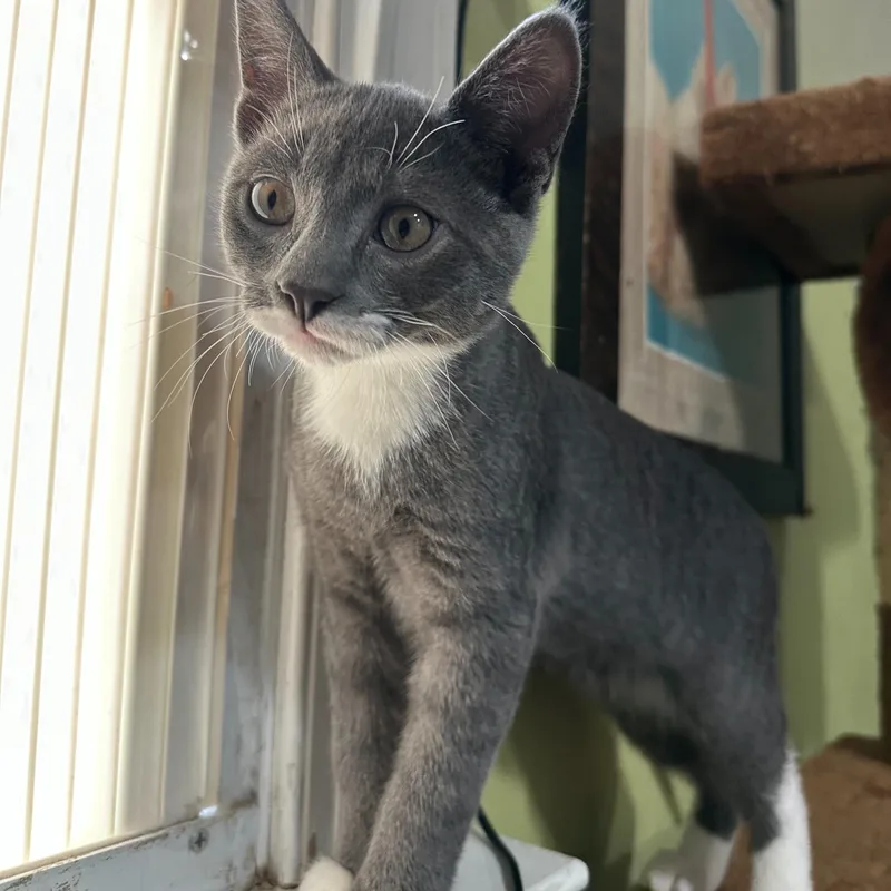 A baby medium-sized male Gray & White Domestic Short Hair cat named Mittens for adoption in East Brunswick, NJ