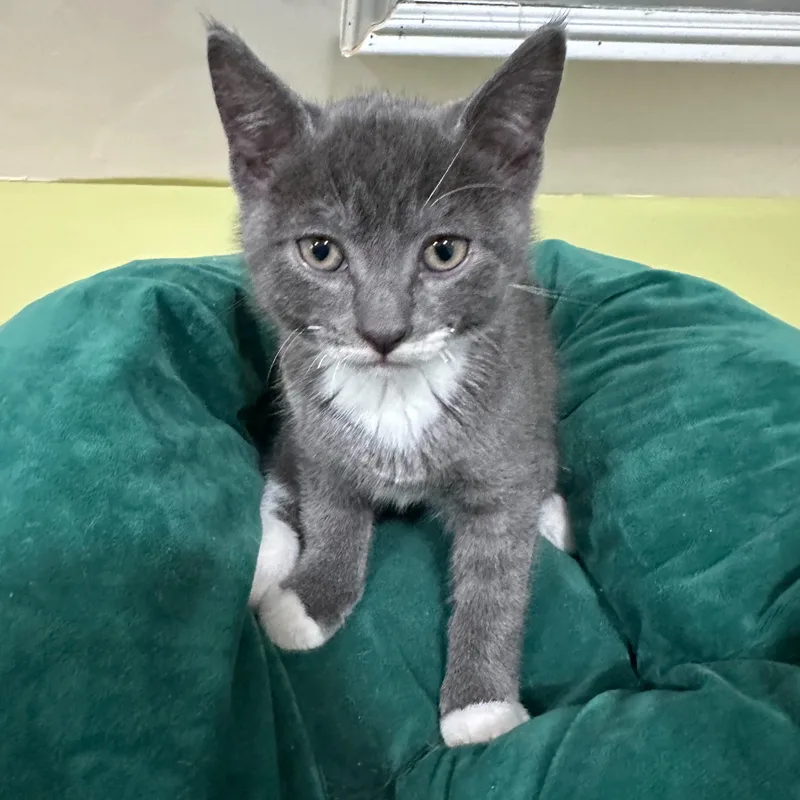 Mittens thumbnail 2