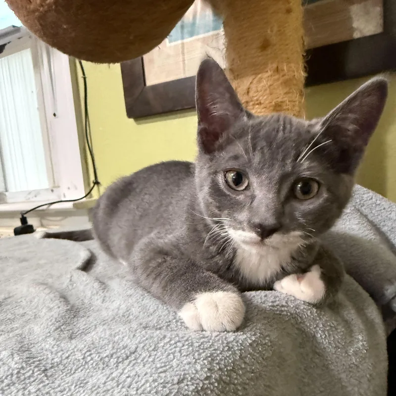 Mittens thumbnail 3