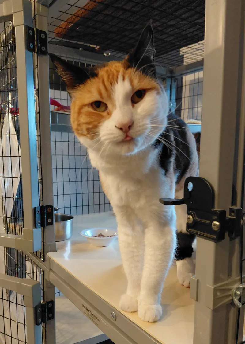 An adult medium-sized female Calico Domestic Short Hair cat named Minnky for adoption in Littleton, NH